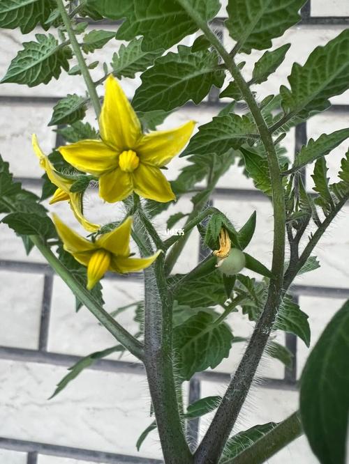 西红柿长得过旺会影响开花坐果吗_番茄怎么种植肥大的 西红柿长得过旺会影响开花坐果吗_番茄怎么种植肥大的 种植技巧