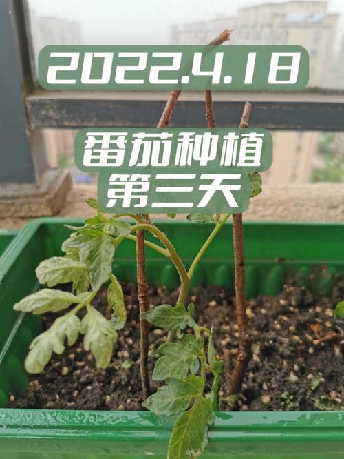 你看到过的哪些视频令你感到震惊，颠覆了你的三观_家用番茄怎么种植视频教程 你看到过的哪些视频令你感到震惊，颠覆了你的三观_家用番茄怎么种植视频教程 番茄病虫害防治