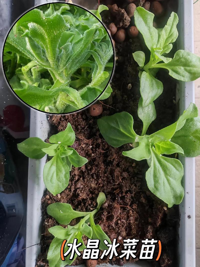 还是想请教各位大咖，盆栽蔬菜这个项目，可以去尝试吗，有空间吗_新人做蔬菜种植技巧视频教程 还是想请教各位大咖，盆栽蔬菜这个项目，可以去尝试吗，有空间吗_新人做蔬菜种植技巧视频教程 农业常识