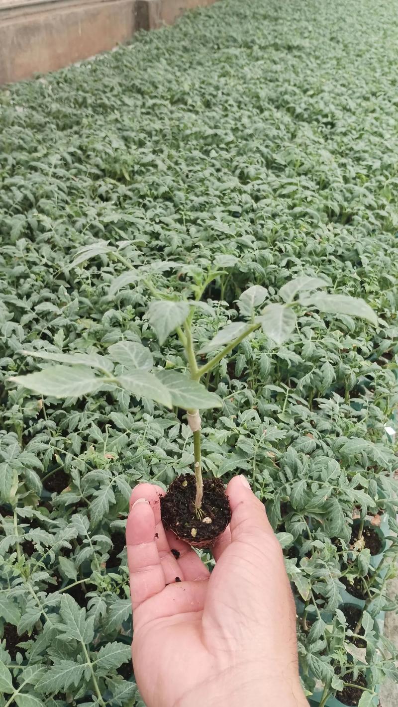 西红柿怎样嫁接成活率高_嫁接番茄怎么种植视频教程 西红柿怎样嫁接成活率高_嫁接番茄怎么种植视频教程 花朵知识