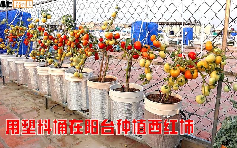 水桶种植蔬菜的方法_番茄不用土怎么用水种植呢 水桶种植蔬菜的方法_番茄不用土怎么用水种植呢 番茄病虫害防治