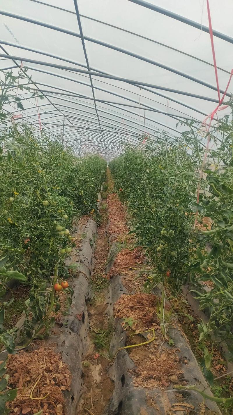 普罗旺斯西红柿种植前景怎么样_番茄种植前景怎么样啊 普罗旺斯西红柿种植前景怎么样_番茄种植前景怎么样啊 番茄种植技巧