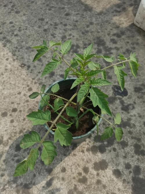 潮汕马蹄番茄种植方法_马蹄怎么种植番茄苗视频 潮汕马蹄番茄种植方法_马蹄怎么种植番茄苗视频 花朵知识