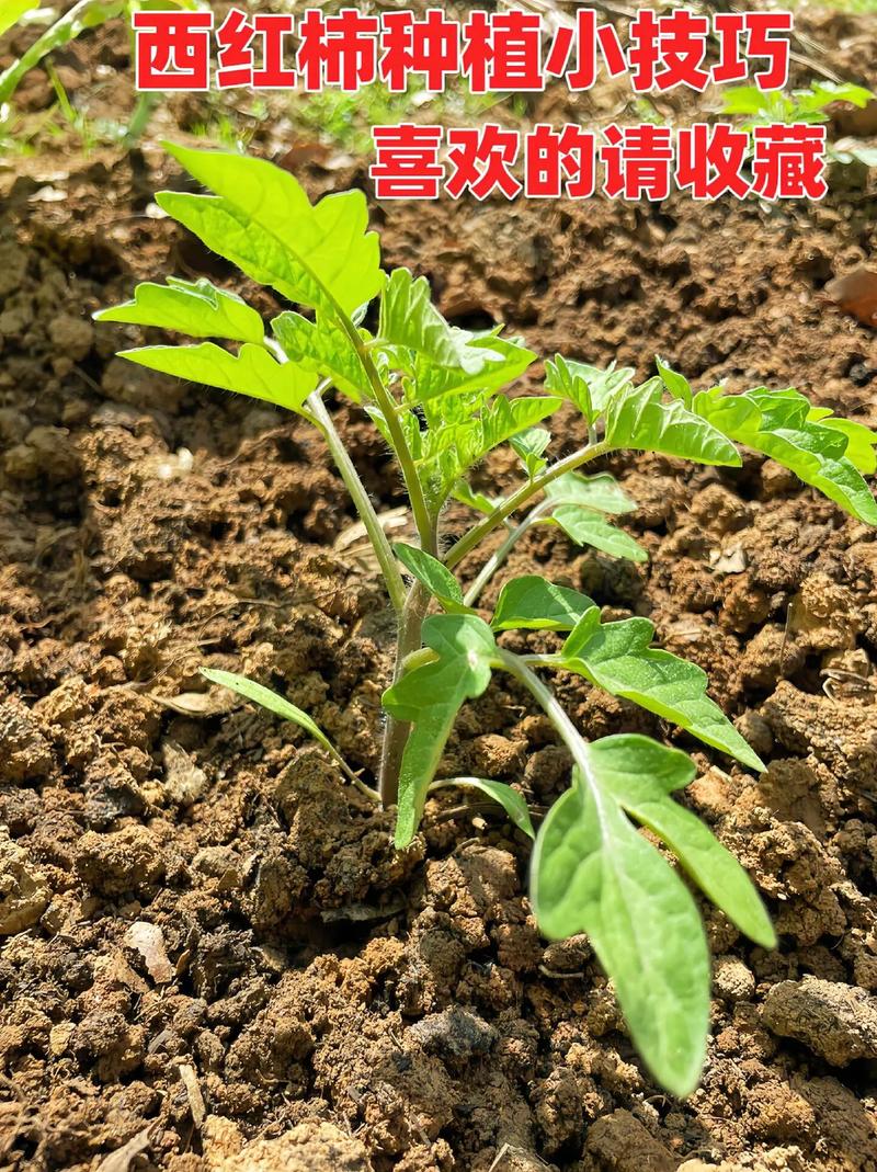 栽西红柿最好的方法_番茄怎么种植最好吃视频 栽西红柿最好的方法_番茄怎么种植最好吃视频 番茄种植技巧