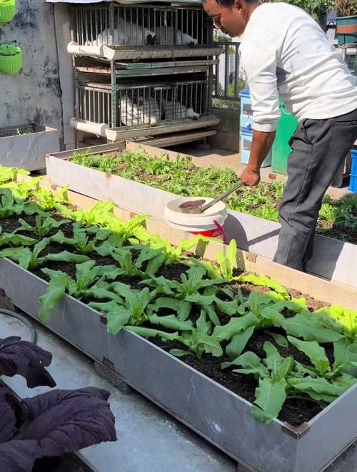 楼顶怎样用控根板种蔬菜_楼顶蔬菜种植技巧视频 楼顶怎样用控根板种蔬菜_楼顶蔬菜种植技巧视频 种植技巧