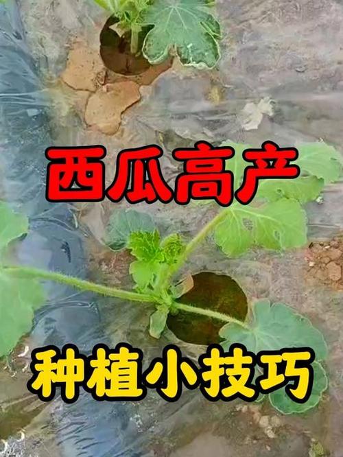 农产品买卖如何做_番茄西瓜怎么种植的视频教程 农产品买卖如何做_番茄西瓜怎么种植的视频教程 农业常识
