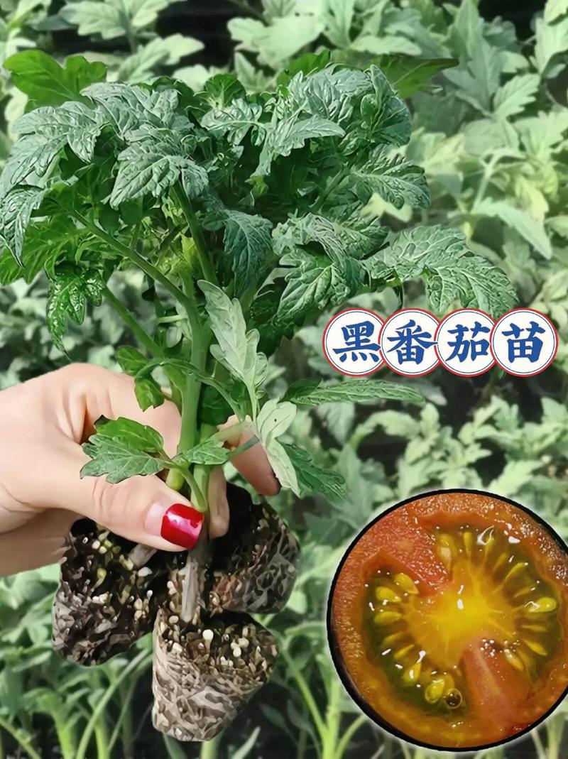 我家大棚里种植的番茄为啥秧子矮化长不高_矮化黑番茄苗怎么种植视频 我家大棚里种植的番茄为啥秧子矮化长不高_矮化黑番茄苗怎么种植视频 番茄种植技巧