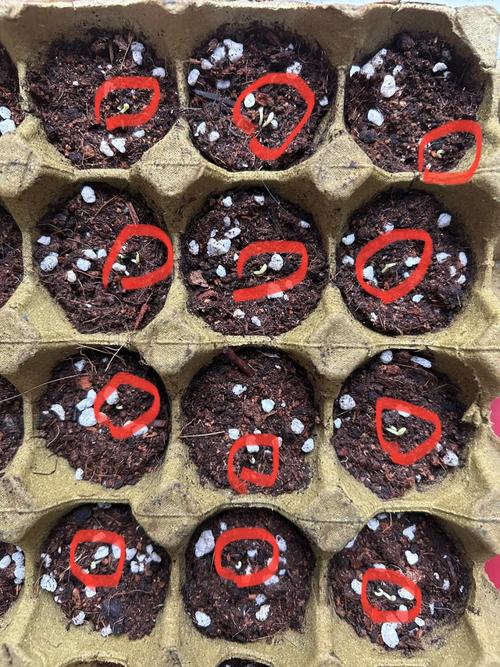 西红柿籽育种方法_糖炒番茄种子怎么种植的 西红柿籽育种方法_糖炒番茄种子怎么种植的 农业常识