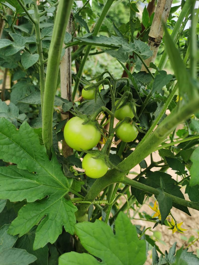 东北栽西红柿多少温度能接西红柿_树番茄东北怎么种植的 东北栽西红柿多少温度能接西红柿_树番茄东北怎么种植的 种植技巧
