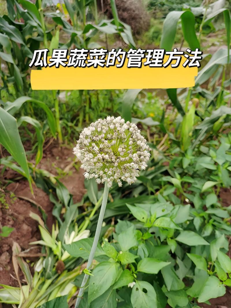 农村种植的疏菜，应该如何管理幼苗_蔬菜种植及管理技巧与方法 农村种植的疏菜，应该如何管理幼苗_蔬菜种植及管理技巧与方法 植物种类