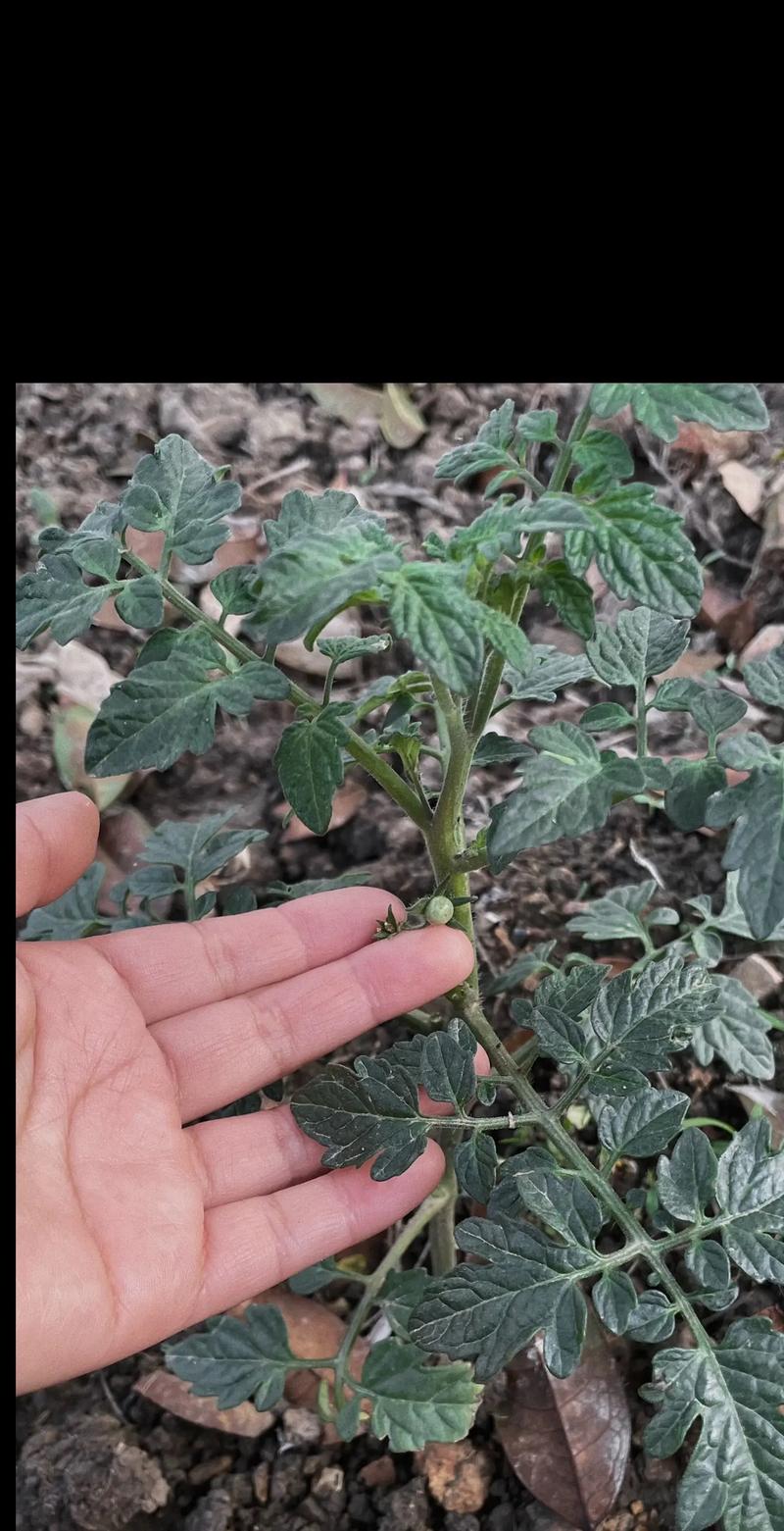 怎么才能让西红柿熟得快_番茄种植怎么熟得快些 怎么才能让西红柿熟得快_番茄种植怎么熟得快些 农业常识