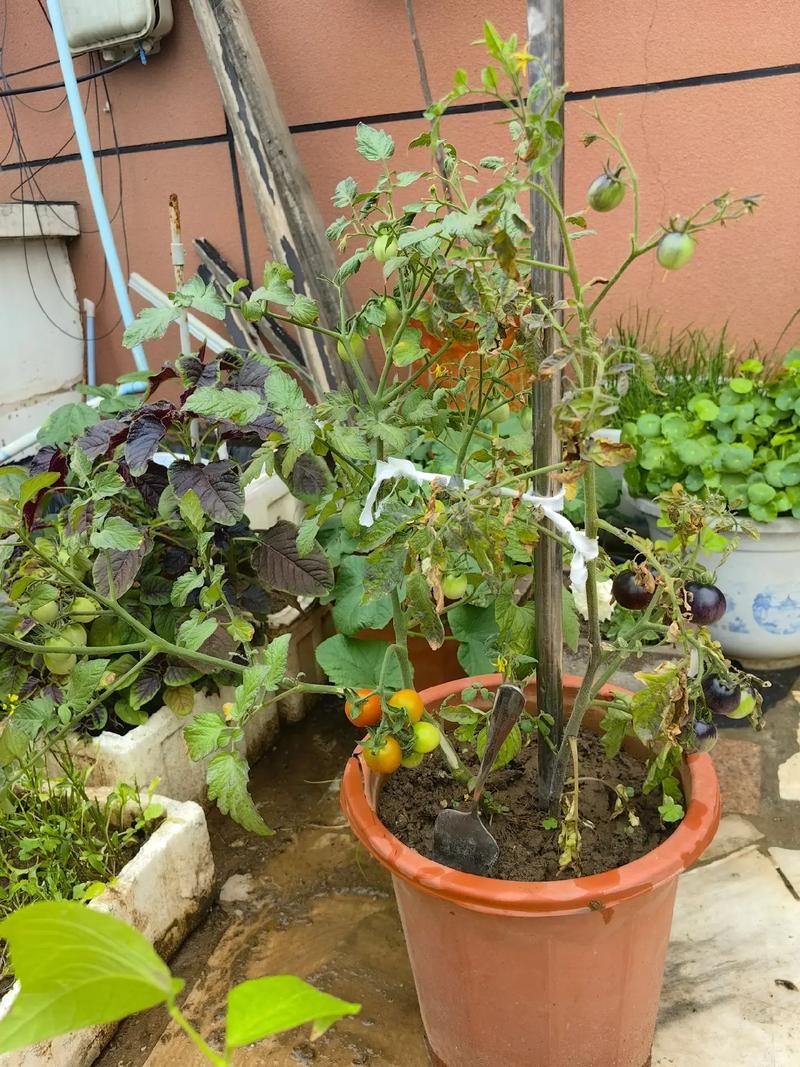 西红柿苗开花要摘除吗_番茄种植怎么摘花视频 西红柿苗开花要摘除吗_番茄种植怎么摘花视频 种植技巧