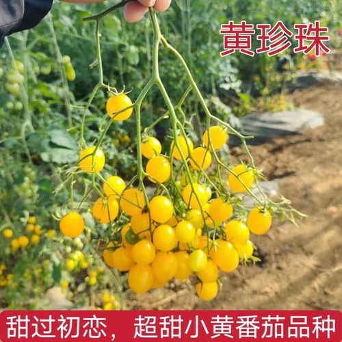 黄珍珠樱桃番茄怎么种_怎么种植黄樱桃番茄视频 黄珍珠樱桃番茄怎么种_怎么种植黄樱桃番茄视频 番茄病虫害防治