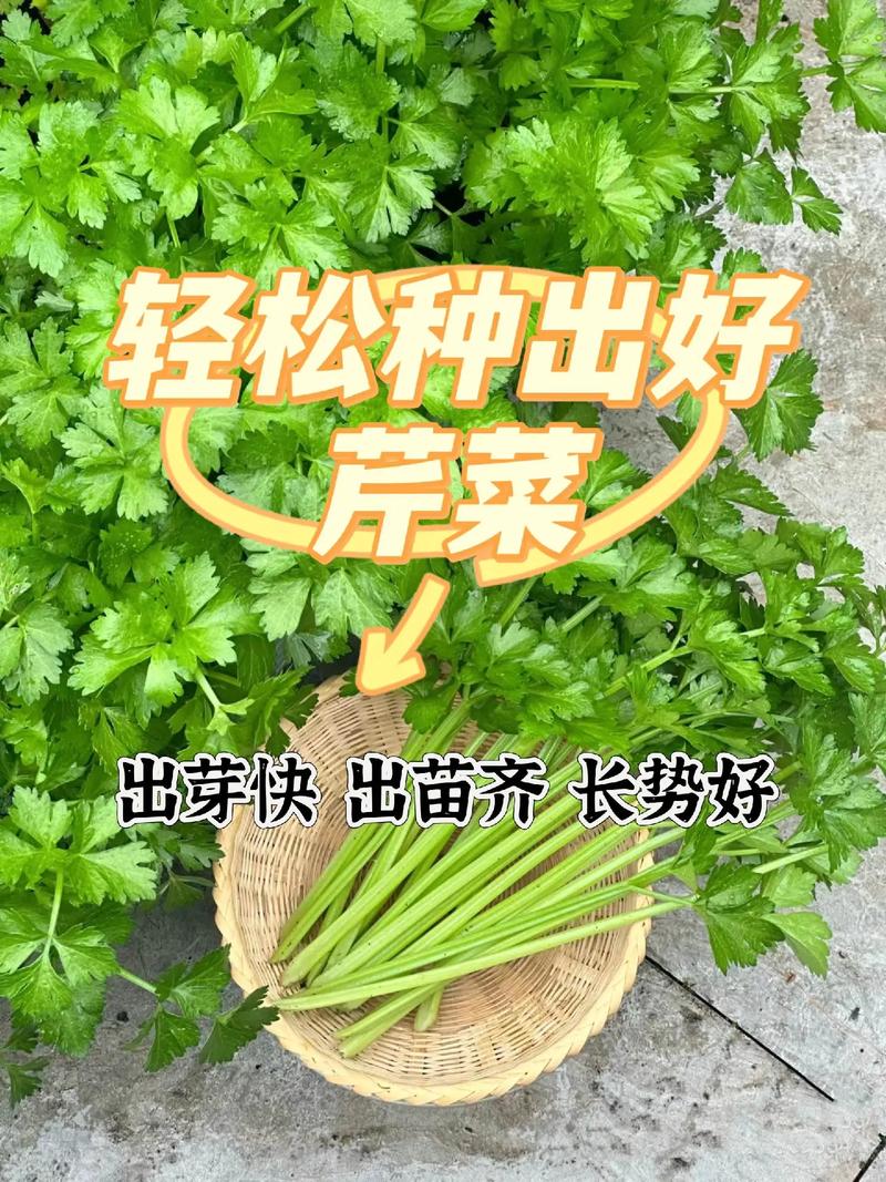露天芹菜，怎样播种才能提高出芽率_室外蔬菜种植技巧视频 露天芹菜，怎样播种才能提高出芽率_室外蔬菜种植技巧视频 番茄种植技巧