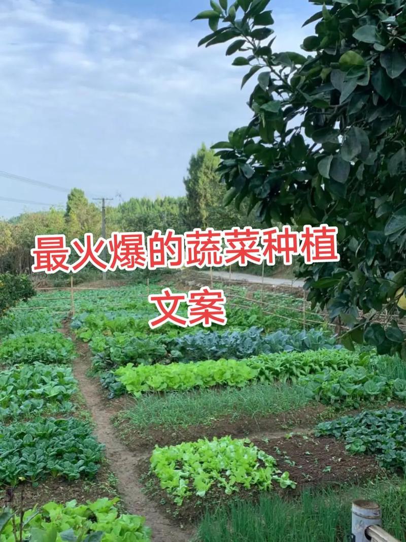 自己种的蔬菜最火的文案_蔬菜种植小技巧文案怎么写 自己种的蔬菜最火的文案_蔬菜种植小技巧文案怎么写 花朵知识