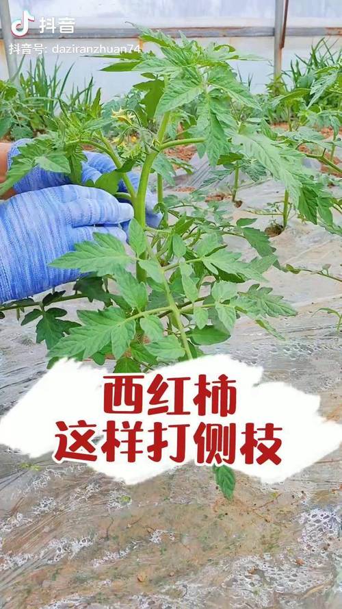西红柿怎样打侧枝_多余的番茄怎么种植好呢视频 花朵知识 西红柿怎样打侧枝_多余的番茄怎么种植好呢视频 西红柿怎样打侧枝_多余的番茄怎么种植好呢视频 花朵知识