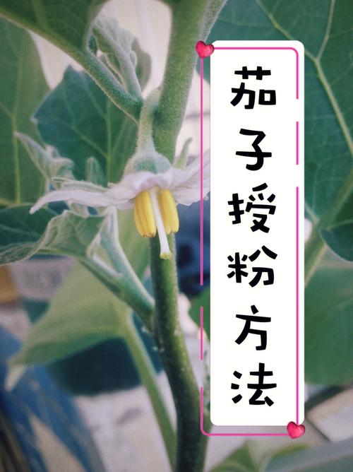 茄子能和番茄挨着种吗_番茄和茄子怎么种植的 茄子能和番茄挨着种吗_番茄和茄子怎么种植的 种植技巧