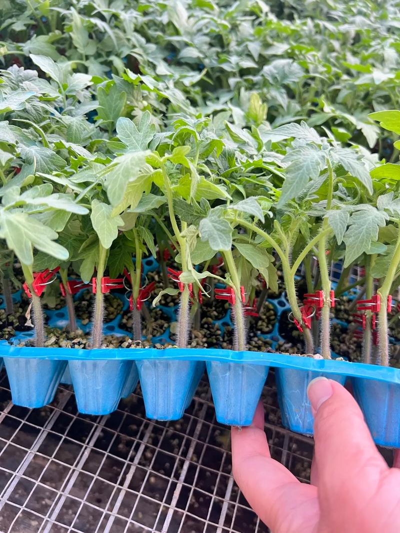 番茄小说的介绍视频怎么申请_番茄苗大棵怎么种植视频教程 番茄小说的介绍视频怎么申请_番茄苗大棵怎么种植视频教程 农业常识