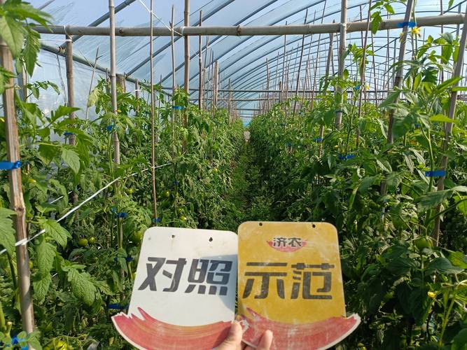 没有滴灌种植西红柿可以使用暗灌吗_番茄没有滴灌怎么种植好呢 没有滴灌种植西红柿可以使用暗灌吗_番茄没有滴灌怎么种植好呢 番茄病虫害防治