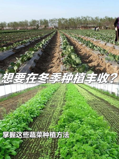 冬天可以种植什么蔬菜？适合冬季种植的蔬菜品种有哪些_冬天蔬菜种植小技巧图片大全 冬天可以种植什么蔬菜？适合冬季种植的蔬菜品种有哪些_冬天蔬菜种植小技巧图片大全 土壤施肥