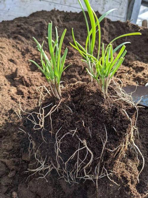 露天种植韭菜的方法和管理_室外蔬菜种植技巧韭菜怎么种 露天种植韭菜的方法和管理_室外蔬菜种植技巧韭菜怎么种 番茄病虫害防治