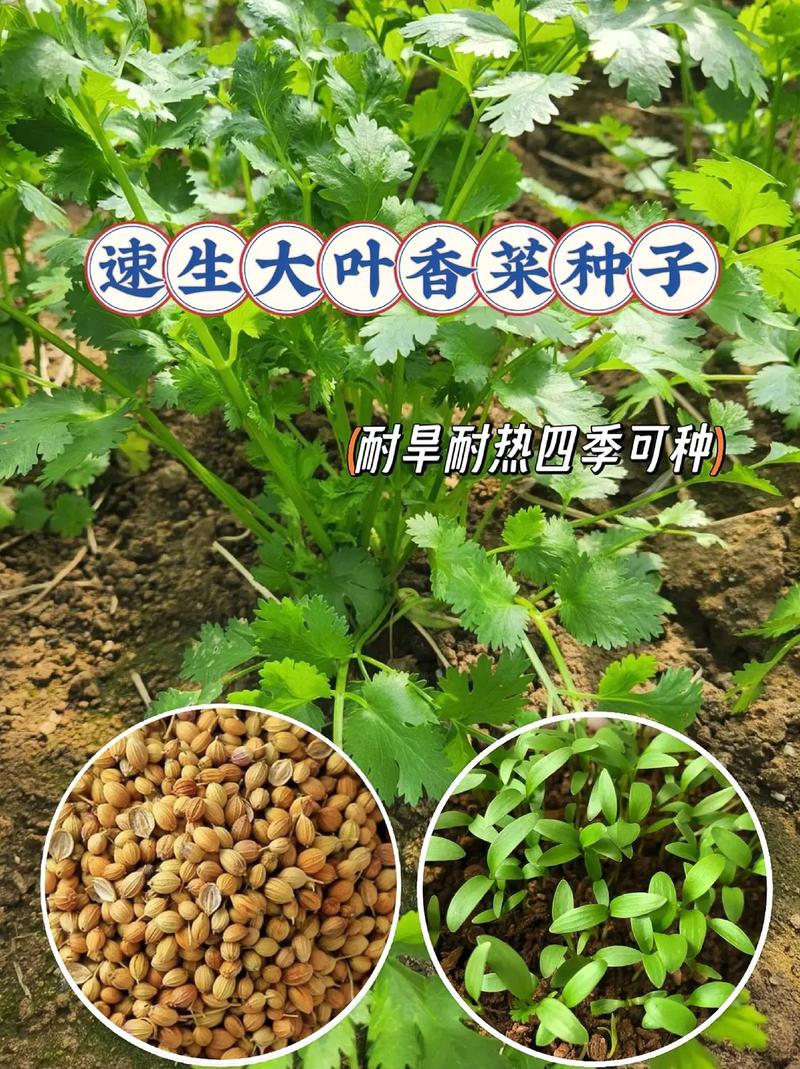 菜种子的种植方法_蔬菜种子种植小技巧图片大全 菜种子的种植方法_蔬菜种子种植小技巧图片大全 土壤施肥