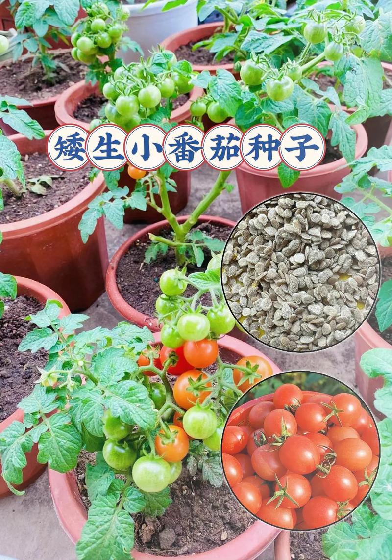 种长豆要不要先泡种子_番茄长豆怎么种植视频 种长豆要不要先泡种子_番茄长豆怎么种植视频 番茄种植技巧