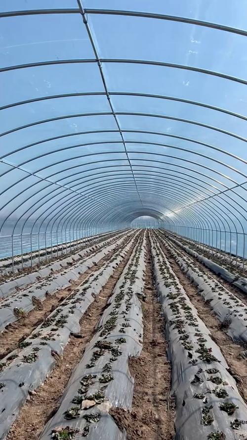 蔬菜大棚怎么建造_蔬菜种植技巧与方法视频教程 蔬菜大棚怎么建造_蔬菜种植技巧与方法视频教程 番茄种植技巧