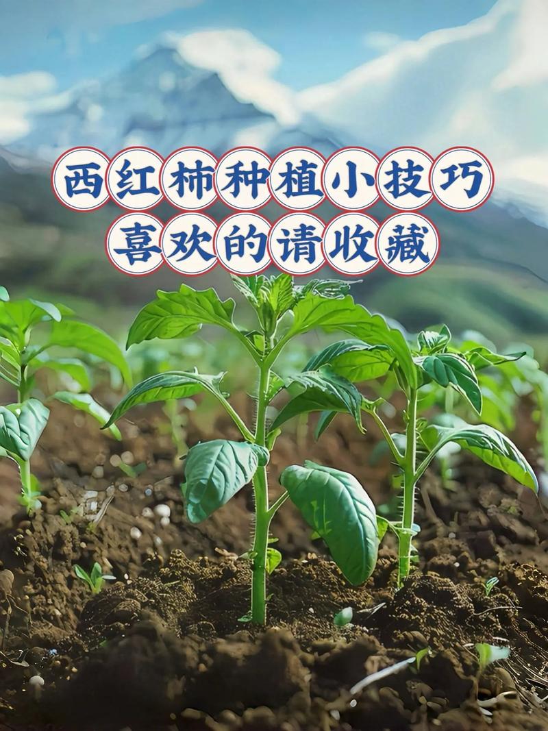 西红柿的种植方法和管理技术_番茄怎么种植才能活的久 西红柿的种植方法和管理技术_番茄怎么种植才能活的久 农业常识