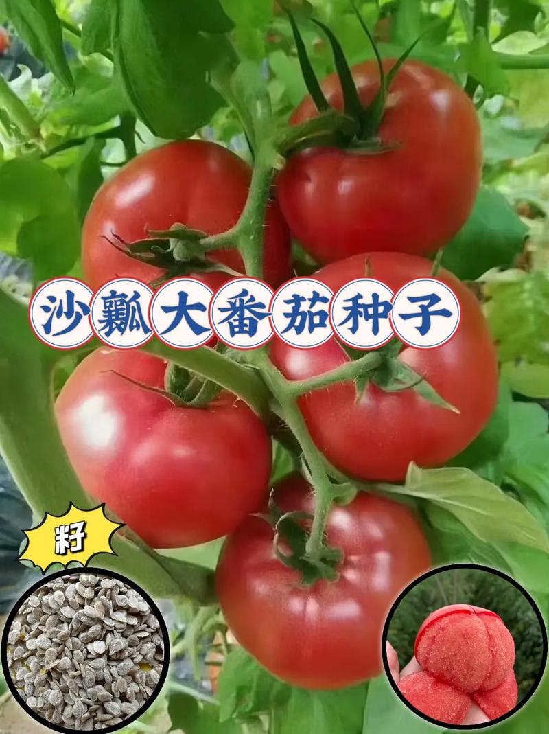 沙瓤西红柿和普罗旺世西红柿的区别_大沙瓤番茄种子怎么种植的 沙瓤西红柿和普罗旺世西红柿的区别_大沙瓤番茄种子怎么种植的 土壤施肥