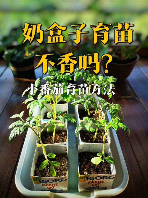 盆栽小番茄的育苗方法_番茄幼苗花盆怎么种植视频 盆栽小番茄的育苗方法_番茄幼苗花盆怎么种植视频 植物种类