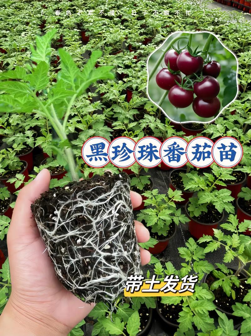 蓝精灵村庄的作物种类_黑加仑番茄苗怎么种植视频 蓝精灵村庄的作物种类_黑加仑番茄苗怎么种植视频 花朵知识