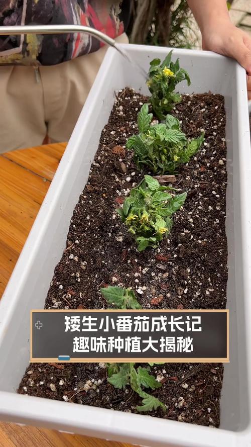 番茄移栽定根水配方_番茄可以水栽吗怎么种植视频 番茄移栽定根水配方_番茄可以水栽吗怎么种植视频 番茄病虫害防治