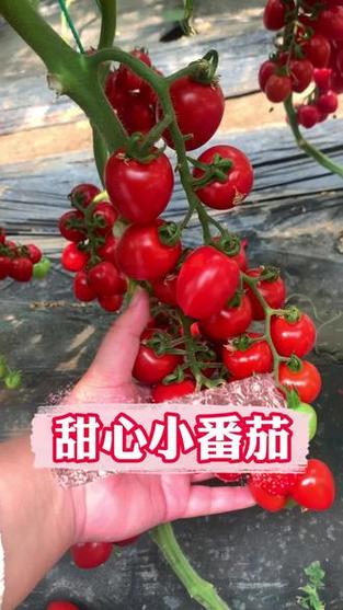 极恋甜心番茄叫什么名字_甜心番茄要怎么种植视频 极恋甜心番茄叫什么名字_甜心番茄要怎么种植视频 土壤施肥