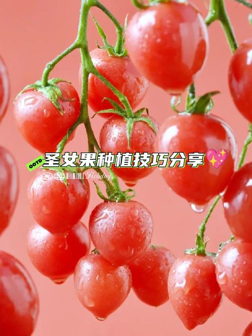 樱桃西红柿彭果期怎么用肥_罐装番茄怎么种植的视频教程 樱桃西红柿彭果期怎么用肥_罐装番茄怎么种植的视频教程 番茄病虫害防治