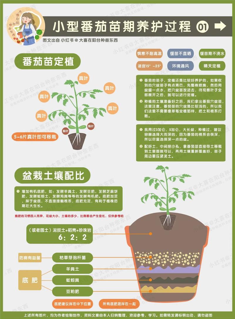 珍珠瀑布番茄如何种植_阳台怎么种植瀑布番茄树呢 珍珠瀑布番茄如何种植_阳台怎么种植瀑布番茄树呢 番茄病虫害防治