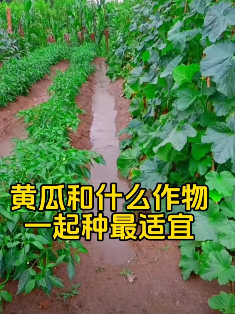 黄瓜西红柿怎样种植和管理_种黄瓜和番茄怎么种植视频 黄瓜西红柿怎样种植和管理_种黄瓜和番茄怎么种植视频 番茄病虫害防治