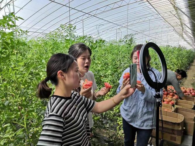 我想开直播卖西红柿可以吗？如果可以物流怎么怎么运行_快手种植番茄怎么赚钱的呢 我想开直播卖西红柿可以吗？如果可以物流怎么怎么运行_快手种植番茄怎么赚钱的呢 花朵知识