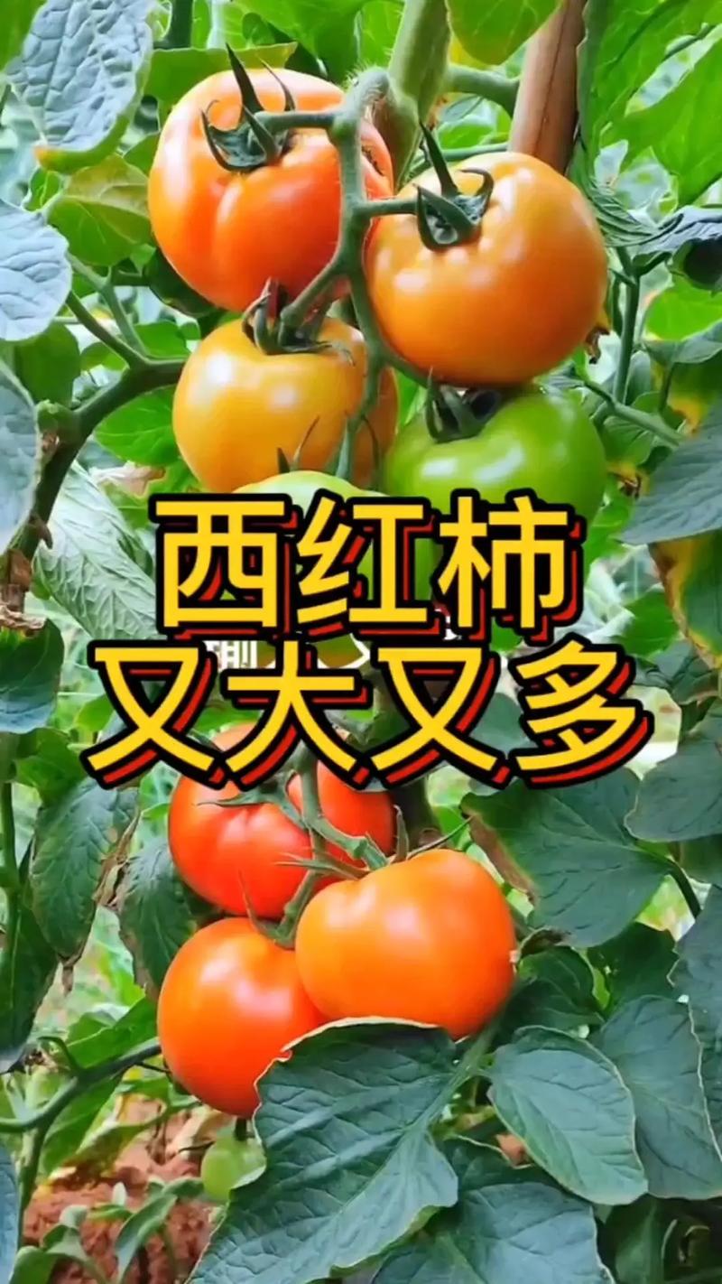 怎样给西红柿增大增甜呢_番茄怎么种植结的大些呢 花朵知识 怎样给西红柿增大增甜呢_番茄怎么种植结的大些呢 怎样给西红柿增大增甜呢_番茄怎么种植结的大些呢 花朵知识