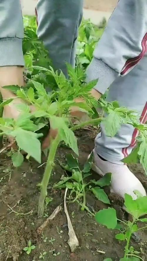 西红柿苗上午浇水还是中午浇水_种植番茄苗怎么浇水好呢视频 农业常识 西红柿苗上午浇水还是中午浇水_种植番茄苗怎么浇水好呢视频 西红柿苗上午浇水还是中午浇水_种植番茄苗怎么浇水好呢视频 农业常识