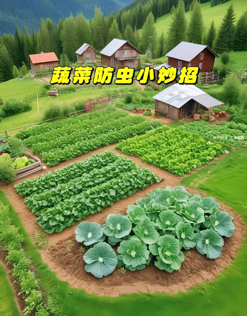 大棚蔬菜全套种植技术大棚蔬菜怎样种植_14种蔬菜种植技巧图解视频 大棚蔬菜全套种植技术大棚蔬菜怎样种植_14种蔬菜种植技巧图解视频 番茄病虫害防治