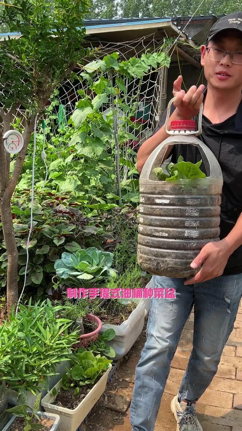 水桶种植蔬菜的方法_番茄的种植油桶怎么种植的 水桶种植蔬菜的方法_番茄的种植油桶怎么种植的 番茄种植技巧