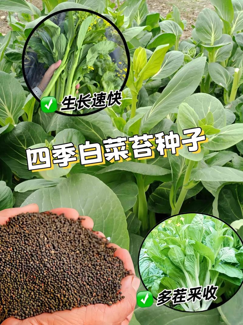 菜农种了很多绿色蔬菜，质量好，怎样帮助他们卖上好价钱呢_厨房蔬菜种植技巧视频教程 菜农种了很多绿色蔬菜，质量好，怎样帮助他们卖上好价钱呢_厨房蔬菜种植技巧视频教程 花朵知识