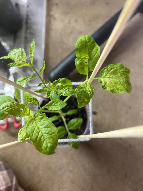 番茄浇水后出现萎蔫是什么原因_番茄种植下去怎么蔫了呢 番茄浇水后出现萎蔫是什么原因_番茄种植下去怎么蔫了呢 番茄病虫害防治
