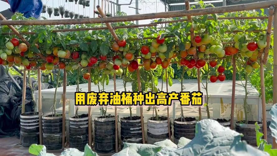 塑料油桶栽种西红柿怎么存活不了呢_大油桶种番茄怎么种植的 塑料油桶栽种西红柿怎么存活不了呢_大油桶种番茄怎么种植的 花朵知识