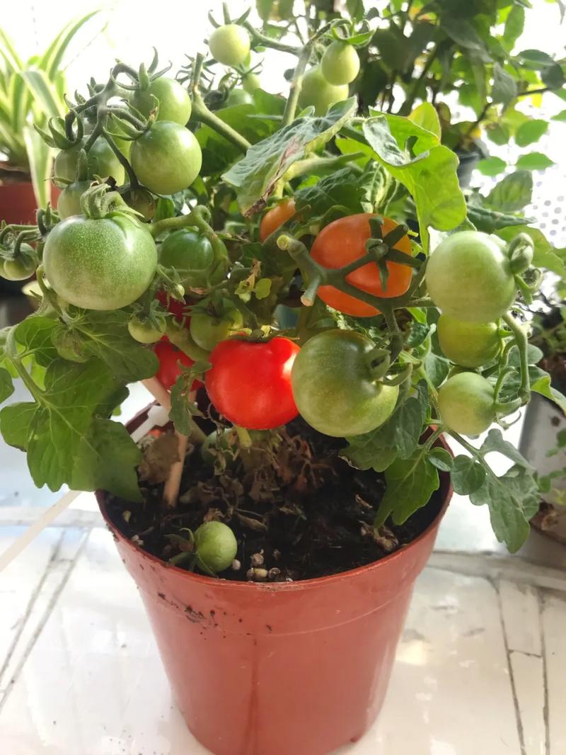 如何养好室内盆栽小番茄_种植小盆栽番茄怎么养护 土壤施肥 如何养好室内盆栽小番茄_种植小盆栽番茄怎么养护 如何养好室内盆栽小番茄_种植小盆栽番茄怎么养护 土壤施肥