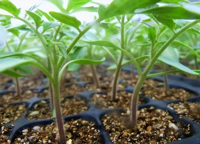 南方露天种植番茄最佳时间_南方冬天怎么种植番茄种子 南方露天种植番茄最佳时间_南方冬天怎么种植番茄种子 花朵知识