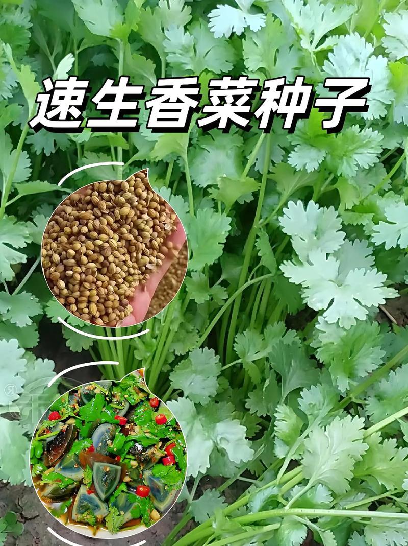 香菜番茄种植时间和方法_番茄香菜怎么种植的视频 香菜番茄种植时间和方法_番茄香菜怎么种植的视频 番茄病虫害防治