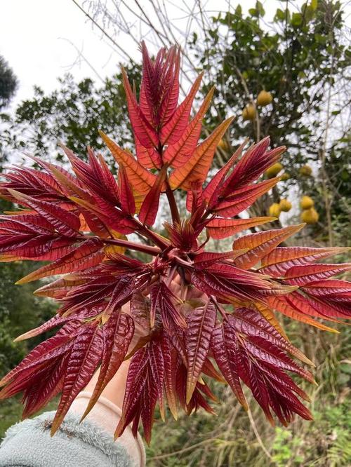 红油香椿的高产种植技术是什么？亩产值有多少_番茄种植怎么打牙子视频 红油香椿的高产种植技术是什么？亩产值有多少_番茄种植怎么打牙子视频 植物种类