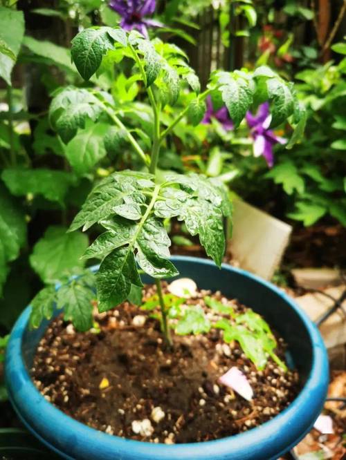 小番茄种子育苗方法全过程_农村怎么种植番茄种子呢 小番茄种子育苗方法全过程_农村怎么种植番茄种子呢 番茄种植技巧